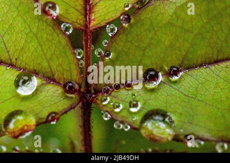 Wassertropfen auf Knock-out-Strauchrosen, Blüten und Blättern - Wassertropfen auf Blütenblättern und Blättern - Regentropfen und Regentropfen auf Pflanzen - Rosaceae - Rosa Stockfoto