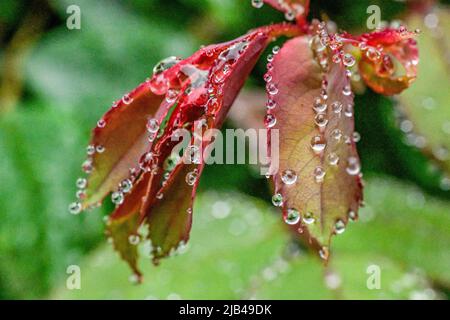 Wassertropfen auf Knock-out-Strauchrosen, Blüten und Blättern - Wassertropfen auf Blütenblättern und Blättern - Regentropfen und Regentropfen auf Pflanzen - Rosaceae - Rosa Stockfoto