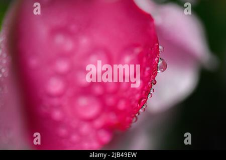 Wassertropfen auf Knock-out-Strauchrosen, Blüten und Blättern - Wassertropfen auf Blütenblättern und Blättern - Regentropfen und Regentropfen auf Pflanzen - Rosaceae - Rosa Stockfoto