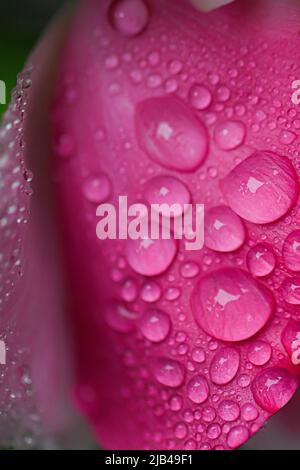 Wassertropfen auf Knock-out-Strauchrosen, Blüten und Blättern - Wassertropfen auf Blütenblättern und Blättern - Regentropfen und Regentropfen auf Pflanzen - Rosaceae - Rosa Stockfoto