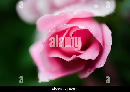 Wassertropfen auf Knock-out-Strauchrosen, Blüten und Blättern - Wassertropfen auf Blütenblättern und Blättern - Regentropfen und Regentropfen auf Pflanzen - Rosaceae - Rosa Stockfoto