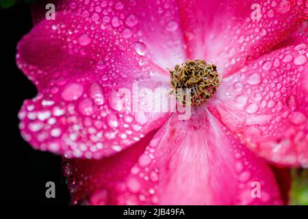 Wassertropfen auf Knock-out-Strauchrosen, Blüten und Blättern - Wassertropfen auf Blütenblättern und Blättern - Regentropfen und Regentropfen auf Pflanzen - Rosaceae - Rosa Stockfoto