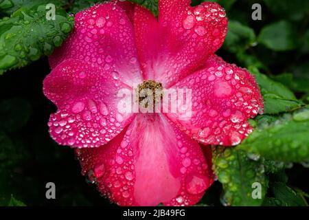 Wassertropfen auf Knock-out-Strauchrosen, Blüten und Blättern - Wassertropfen auf Blütenblättern und Blättern - Regentropfen und Regentropfen auf Pflanzen - Rosaceae - Rosa Stockfoto