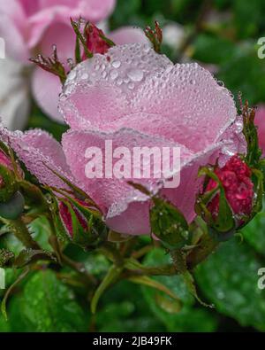 Wassertropfen auf Knock-out-Strauchrosen, Blüten und Blättern - Wassertropfen auf Blütenblättern und Blättern - Regentropfen und Regentropfen auf Pflanzen - Rosaceae - Rosa Stockfoto