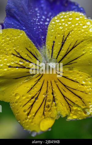Wassertropfen auf Stiefmütterchen und Blättern - Wassertropfen auf Blütenblättern und Blättern - Stiefmütterchen mit Regentropfen und Regentropfen auf Viola × wittrockiana Stockfoto