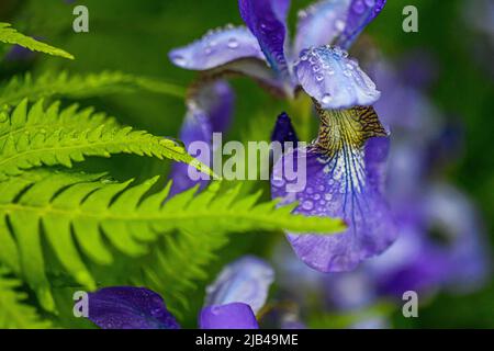 Sibirische Iris Iris sibirica mit Regentropfen Wassertropfen auf Blumen und Blättern - Wassertropfen auf Blütenblättern und Blättern - Regentropfen auf Pflanzen Stockfoto