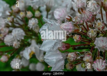 Kalmia latifolia - Wassertropfen auf Blumen und Blättern - Wassertropfen auf Blütenblättern und Blättern - Regentropfen und Regentropfen auf Pflanzen Stockfoto