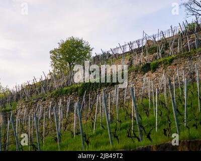 Weinberg mit wachsenden Weintrauben in der Frühjahrssaison. Grünes Gras und ein Baum stehen auf dem Hügel. Der Hang ist steil und perfekt für den Anbau. Stockfoto