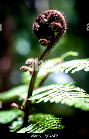 Nahaufnahme der Koru-Farn-Pflanze in New Aealand Aotearoa Stockfoto