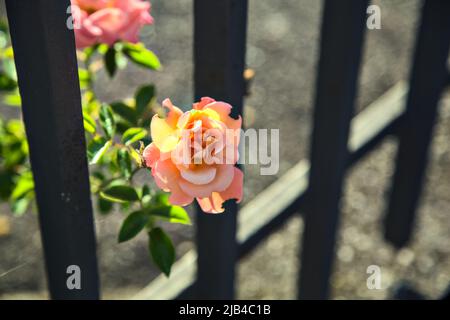 Orange und rosa Rosen blühen auf einem Metallzaun, der bei Sonnenuntergang aus der Nähe gesehen wird Stockfoto