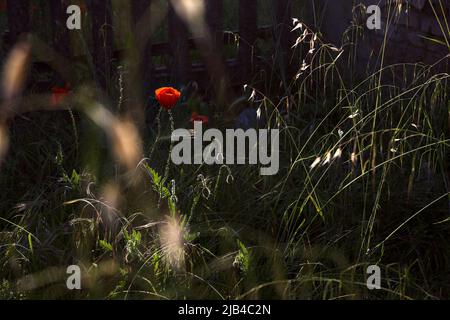 Mohnblumen in einem Hof im Schatten bei Sonnenuntergang Stockfoto