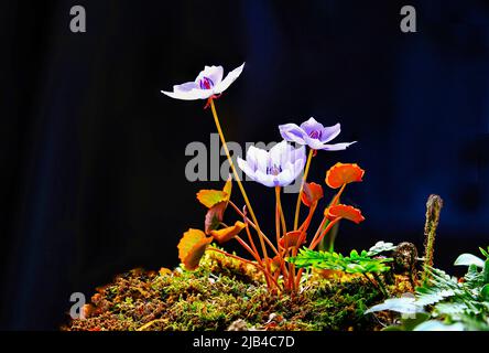 Eine wilde Brombeerblüte, die im Frühjahr mit wunderschönen violetten Blüten blüht. Stockfoto