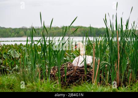 Ein weiblicher stummer Schwan, der auf Eiern in ihrem Nest auf einem See im Südosten sitzt Stockfoto