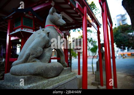 Statue Schutzfuchs am Hanazono-Schrein in Tokio Stockfoto