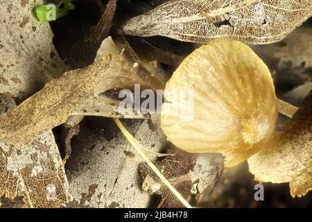 Nahaufnahme von Pilzen (Mycena), die in Mulch, Südaustralien, wachsen Stockfoto
