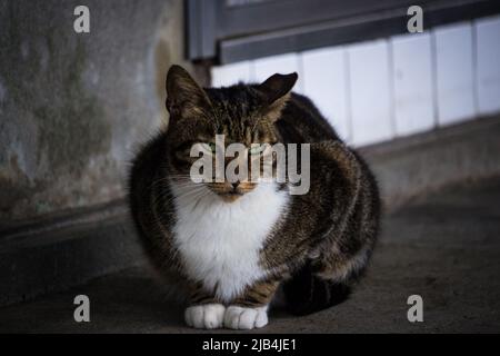 Braune streunende Katze sitzt auf dem Beton vor dem verlassenen Haus. Die Katze im Bild sieht den Betrachter neugierig an. Stockfoto