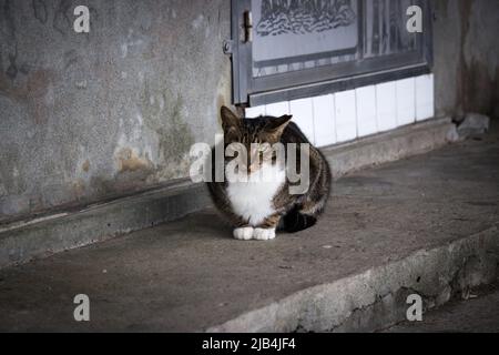 Braune streunende Katze sitzt auf dem Beton vor dem verlassenen Haus. Die Katze im Bild sieht den Betrachter neugierig an. Stockfoto