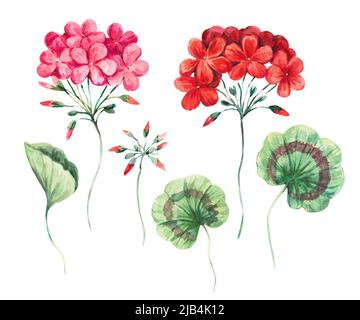Aquarell florale Illustration von Geranienblüten und Blättern. Botanische Darstellung isoliert auf weißem Hintergrund. Stockfoto