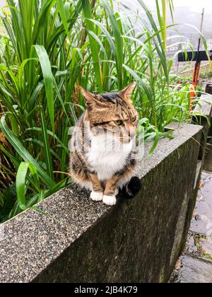 Graue und ginger gefärbte streunende Katze, die an regnerischen Tagen auf der Steinwand sitzt. Stockfoto