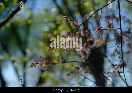 Wild Cherry auf Himmel Hintergrund Makro-Foto Stockfoto