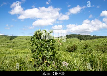 Die Landschaft des Akiyoshi-Plateaus im Akiyoshidai Kokutei Koen (Akiyoshidai quasi-Nationalpark) in der Präfektur Yamaguchi, Japan. Stockfoto