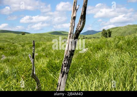 Die Landschaft des Akiyoshi-Plateaus im Akiyoshidai Kokutei Koen (Akiyoshidai quasi-Nationalpark) in der Präfektur Yamaguchi, Japan. Stockfoto