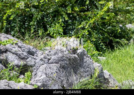 Nahaufnahme von Kalkstein im Akiyoshidai quasi-Nationalpark, Mine, Yamaguchi, JAPAN. Stockfoto