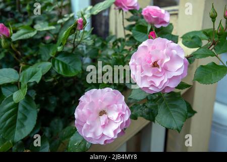 Schöne große runde rosa Rosen mit weichen, offenen Blütenblättern auf einem grünen Busch, der neben einer Freitreppe mit rustikalem gelben Holzgeländer wächst, natürliche Sonne Stockfoto