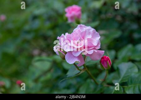 Idyllische rosa Damastrose mit offenen Blütenblättern vor einem grünen Bokeh Garten Rosenbusch Hintergrund mit Kopierraum, keine Menschen, in natürlichem Licht. Stockfoto