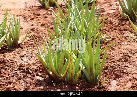 Aloe Vera Pflanzen mit frischen Blättern, die in kleinen Gruppen auf dem Boden angebaut werden Stockfoto