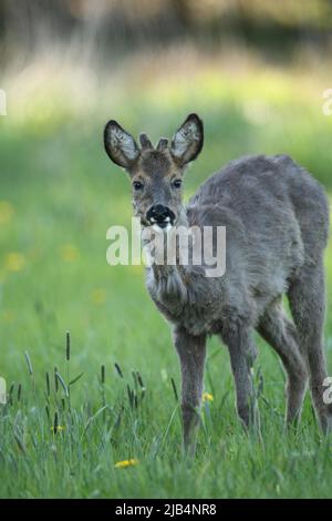 Rehe (Capreolus capreolus), Jahrling mit kleinen Samtgeweihen auf Wiese, Allgäu, Bayern, Deutschland Stockfoto