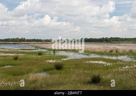 Schmalblättriger Baumwollgras (Eriphorum angustifolium) in einem Moor, Emsland, Niedersachsen, Deutschland Stockfoto