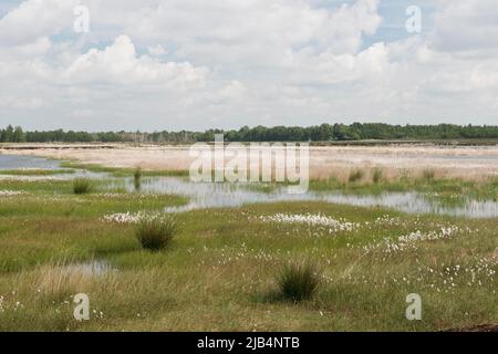 Schmalblättriger Baumwollgras (Eriphorum angustifolium) in einem Moor, Emsland, Niedersachsen, Deutschland Stockfoto