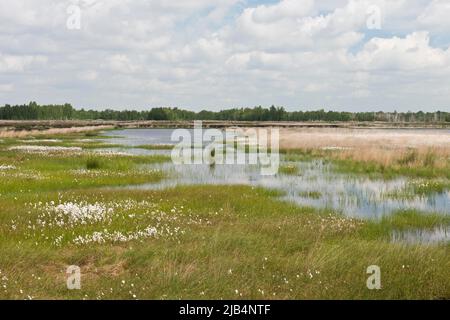 Schmalblättriger Baumwollgras (Eriphorum angustifolium) in einem Moor, Emsland, Niedersachsen, Deutschland Stockfoto