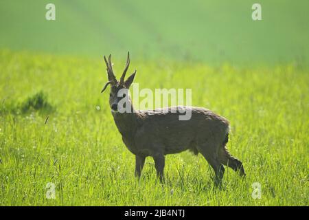 Rehe (Capreolus capreolus) mit abnorm Geweih auf Wiese, Niederösterreich, Österreich Stockfoto