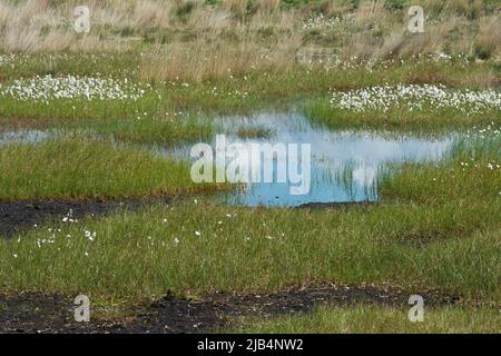 Schmalblättriger Baumwollgras (Eriphorum angustifolium) in einem Moor, Emsland, Niedersachsen, Deutschland Stockfoto