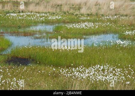 Schmalblättriger Baumwollgras (Eriphorum angustifolium) in einem Moor, Emsland, Niedersachsen, Deutschland Stockfoto