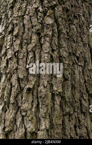 Schwarzerle (Alnus glutinosa), Nahaufnahme Rinde, Mecklenburg-Vorpommern, Deutschland Stockfoto