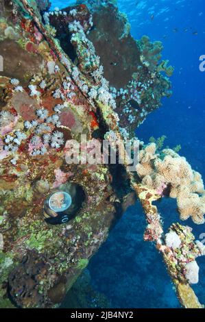 Taucher im Wrack des Schleppers am Abu Galawa Riff schaut durch das Bullauge auf Korallen, das Rote Meer, Ägypten Stockfoto