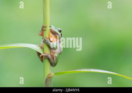 Europäischer Baumfrosch (Hyla arborea), auf Schilf sitzend, Velbert, Nordrhein-Westfalen, Deutschland Stockfoto