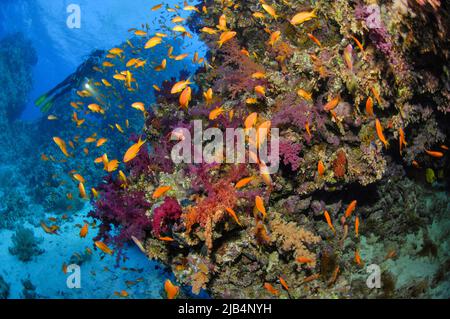 Schwarm von Seegoldien (Pseudanthias squamipinnis) am Korallenriff mit roten Weichkorallen (Dendronephthya), Taucher im Hintergrund, Rotes Meer, Ägypten Stockfoto