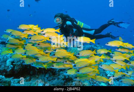 Schwimmen mit dem Wassertauch neben der Schule des bluestreifen Schnappers (Lutjanus kasmira), Pazifischer Ozean, Palau Stockfoto