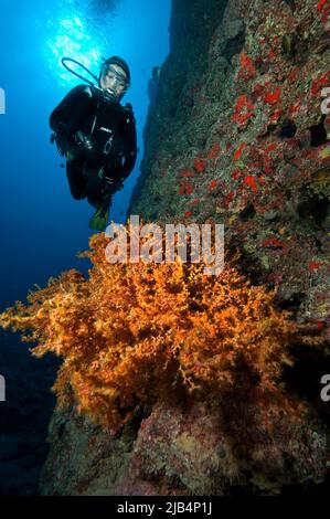 Taucherin mit Blick auf die illuminierte Kolonie der makaronesischen Krustenanemone Antipathozoanthus macaronesicus, Ostatlantik, Fuerteventura, Kanarische Inseln Stockfoto