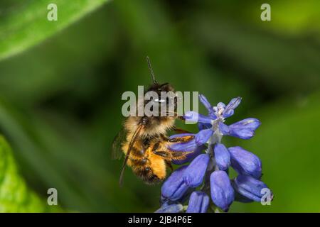 Gehörnte Maurerbiene (Osmia cornuta) Weibchen auf Traubenhyazinthe (Muscari), Baden-Württemberg, Deutschland Stockfoto