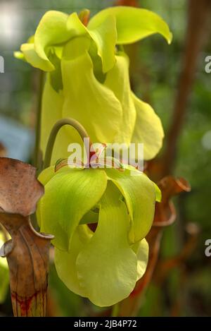 Gelbe Blüten einer hellen Röhrenpflanze (Sarracenia alata), Botanischer Garten, Erlangen, Mittelfranken, Bayern, Deutschland Stockfoto