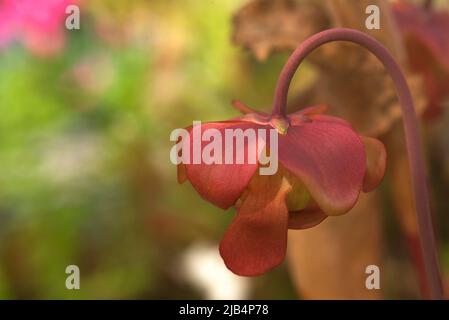 Blume einer roten purpurnen Kannenpflanze (Sarracenia purpurea), Botanischer Garten, Erlangen, Mittelfranken, Bayern, Deutschland Stockfoto