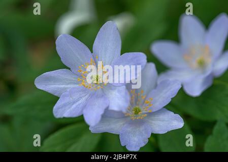 Blüten von Schneeglöllenanemone (Anemone sylvestris), Botanischer Garten, Erlangen, Mittelfranken, Bayern, Deutschland Stockfoto