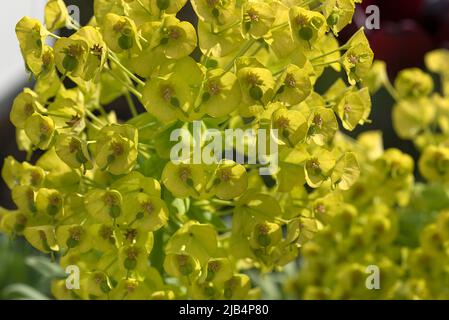 Mittelmeerspurge (Ephorbia characias ssp. Wulfenii), Botanischer Garten, Erlangen, Mittelfranken, Bayern, Deutschland Stockfoto