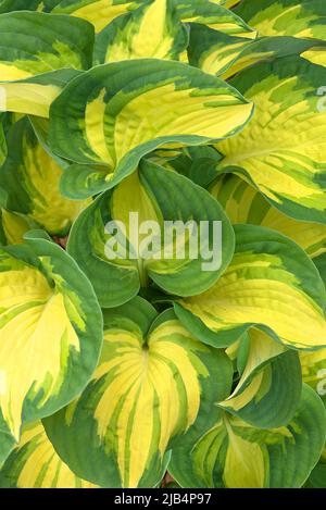 Die Blätter der Hosta (Hosta sieboldiana), die großen Erwartungen, Bayern, Deutschland Stockfoto