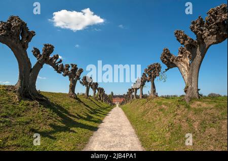 Getrimmter Festoon-Boulevard mit holländischen Linden (Tilia x europaea), hinten Schloss Bothmar, Kluetz, Mecklenburg-Vorpommern, Deutschland Stockfoto